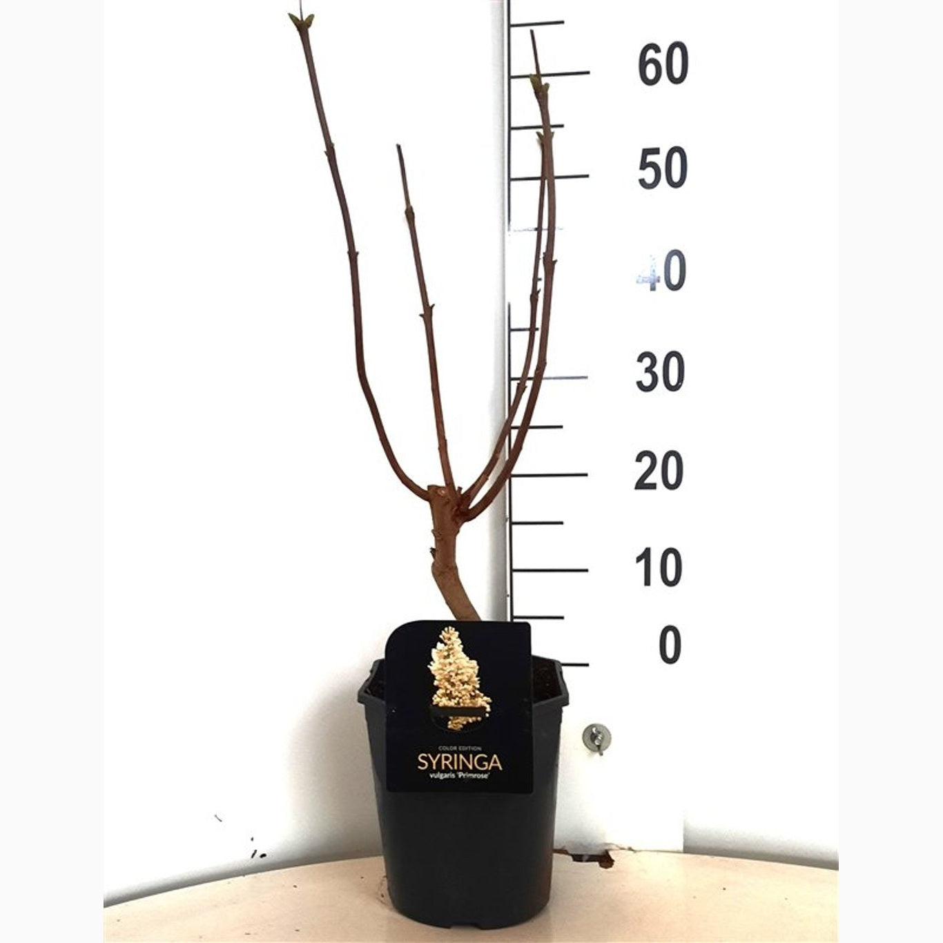 Syren (V); – Syringa vulgaris 'Primrose' - C5 50-60 CM